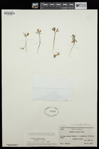 Cardamine nuttallii image