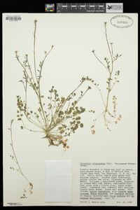 Cardamine oligosperma image