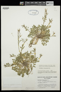 Cardamine oligosperma image