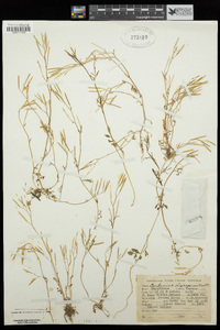 Cardamine oligosperma image