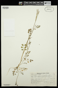 Cardamine oligosperma image