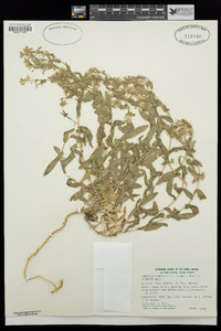 Lepidium appelianum image