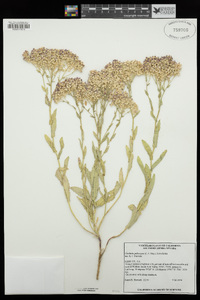 Lepidium appelianum image