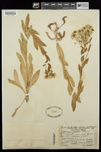 Lepidium draba image