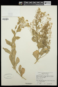 Lepidium draba image