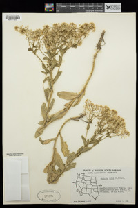 Lepidium draba image