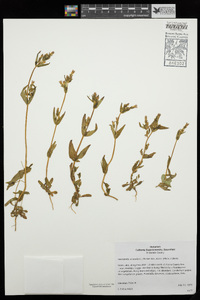 Gentianella amarella subsp. acuta image