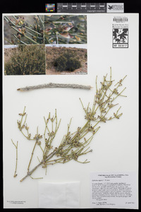 Ephedra aspera image