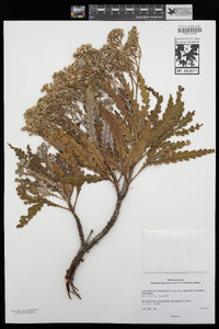 Lyonothamnus floribundus subsp. aspleniifolius image