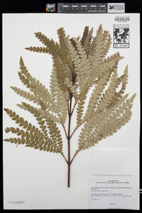 Lyonothamnus floribundus subsp. aspleniifolius image