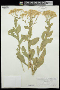 Lepidium draba image