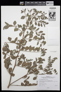 Hosackia crassifolia image