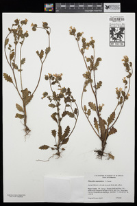 Phacelia suaveolens image