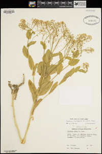 Lepidium chalepense image