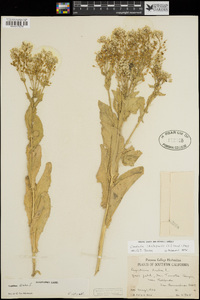 Lepidium chalepense image