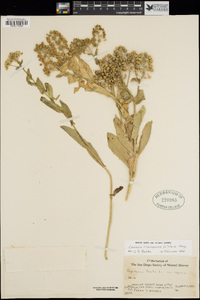 Lepidium chalepensis image