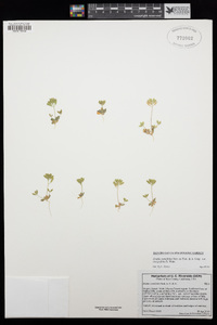 Draba cuneifolia var. integrifolia image