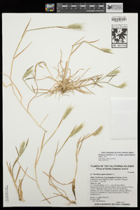Hordeum marinum subsp. gussoneanum image