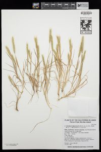 Hordeum depressum image