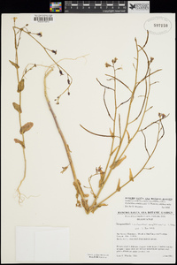 Caulanthus amplexicaulis var. amplexicaulis image