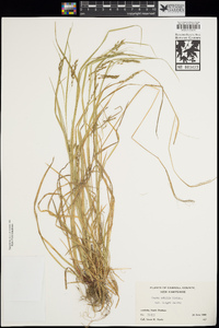 Carex debilis image