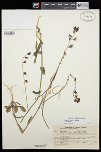 Caulanthus coulteri image