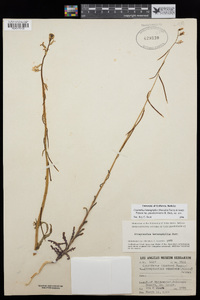 Caulanthus heterophyllus var. pseudosimulans image