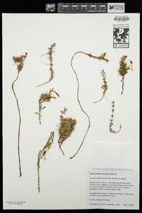 Cuscuta pacifica var. pacifica image