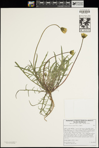 Stebbinsoseris heterocarpa image