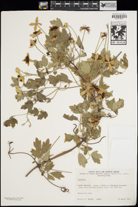 Clematis lasiantha image