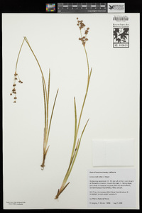 Juncus xiphioides image