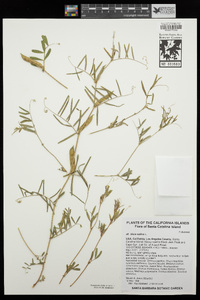 Vicia sativa image