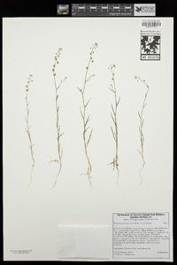 Thysanocarpus laciniatus var. laciniatus image