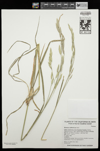 Bromus catharticus image