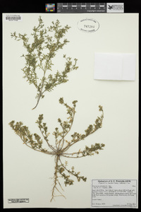 Lepidium didymum image