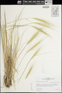 Elymus × hansenii image