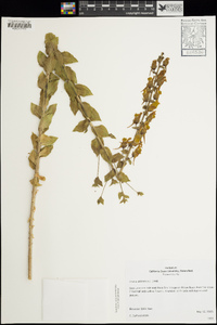 Linaria dalmatica image