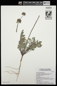 Salvia columbariae image