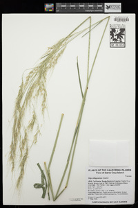 Thorneochloa diegoensis image