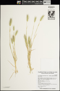 Hordeum marinum subsp. gussoneanum image