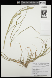 Bromus catharticus image