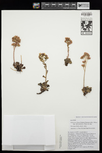 Sedum paradisum subsp. subroseum image