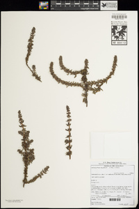 Image of Anthospermum hispidulum