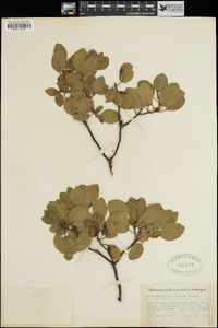 Arctostaphylos patula image