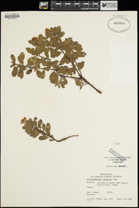 Arctostaphylos nevadensis image