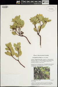 Arctostaphylos pringlei image