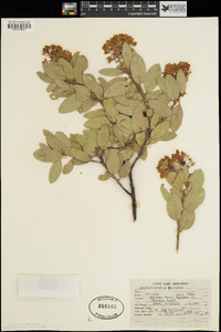 Arctostaphylos pringlei image