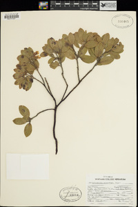 Arctostaphylos columbiana image