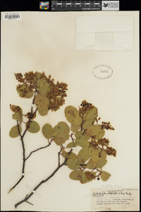 Arctostaphylos patula image