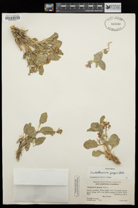 Hesperidanthus jaegeri image